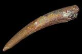 Pterosaur (Siroccopteryx) Tooth - Morocco #73266-1